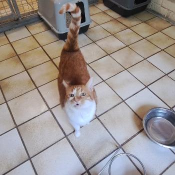 Simba