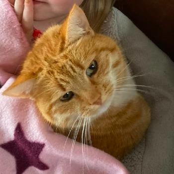 Garfield