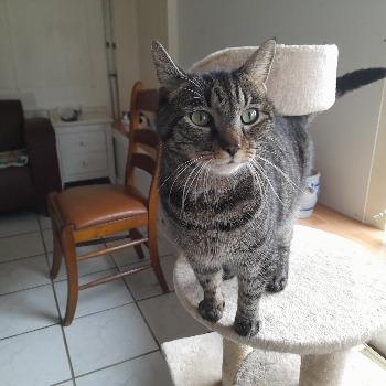 Leopold