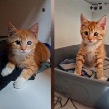 St. Kittenopvang De Hazendonk