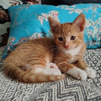 Kitten-3780 Kiwi