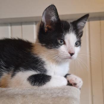 Odie (met Olaf, Oreo en / of Olivier)