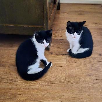 Hans & Hugo 202622202 / 202622204