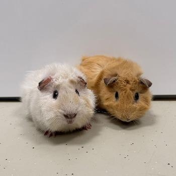 Casper & Spookje 202621608 / 202621609