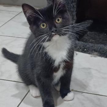 Kittens Thali en thorak