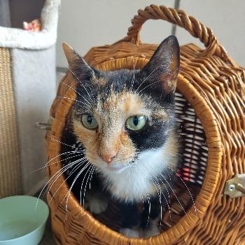 Miesje