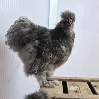 Punk