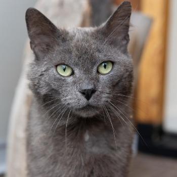 Dico (5 jaar)