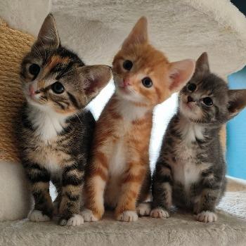 Koninklijke kittens