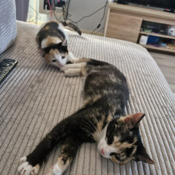 Chrisje & Catootje