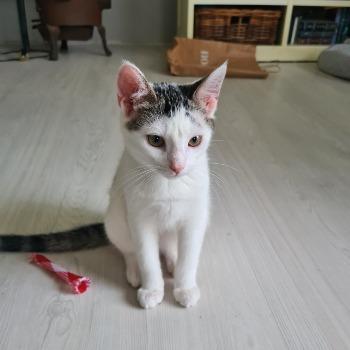Lulu (en Roos)