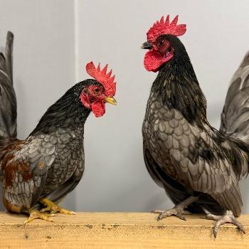 Chili & Oregano
