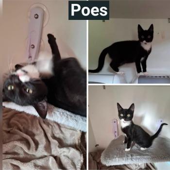 St. Kittenopvang De Hazendonk