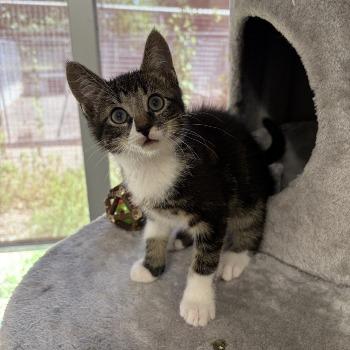 Kitten-3768