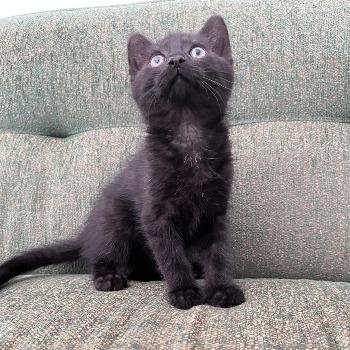 kitten Roet