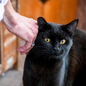 Oreo (3 jaar)