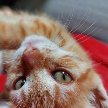 Poesje Rood