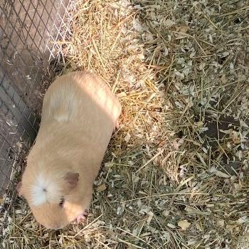 Pepper