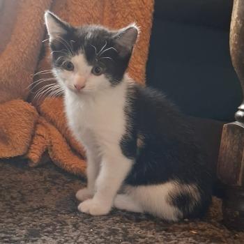 Olivier (met Odie, Odin en / of Oreo)
