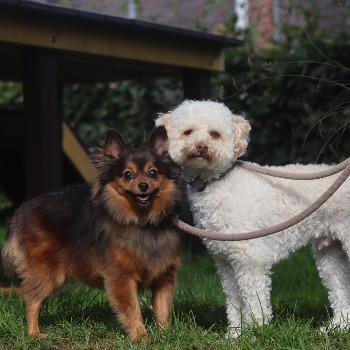 Tommie en Lady