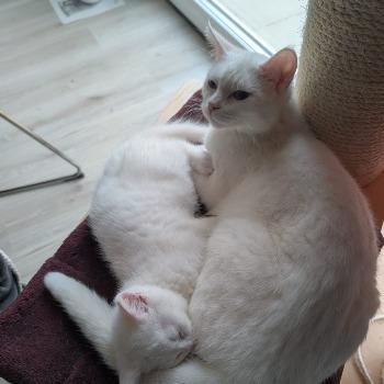 Bella(poes) en Ken (kater)