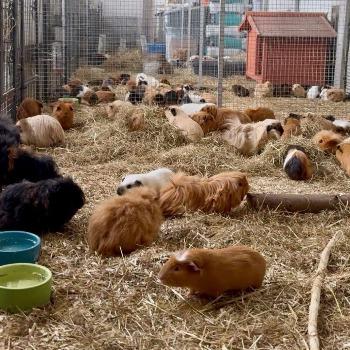 Cavia's 