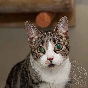 Ziva