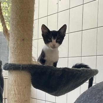Kitten-3844