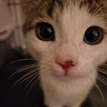 kitten Sugar
