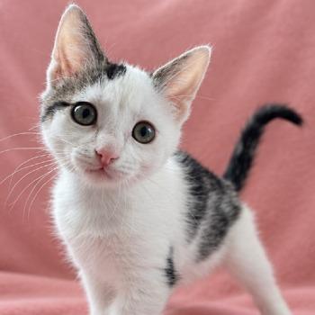Kitten-3862