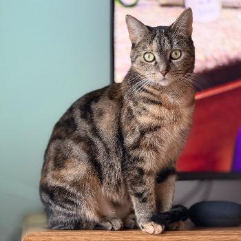 Dina