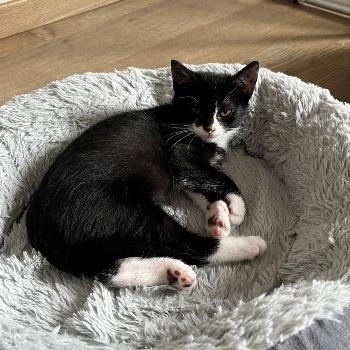 Kilian (met broertje en of zusje)