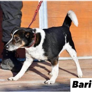 Bari