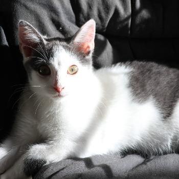 Ezra