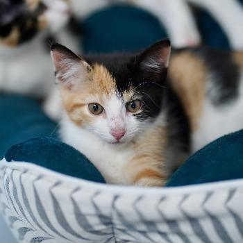kitten-3807