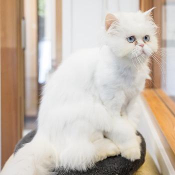 Chiva (5 jaar)