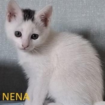 Nena