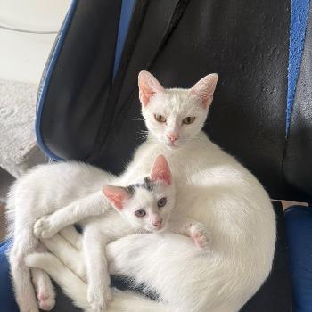Muis en Ian