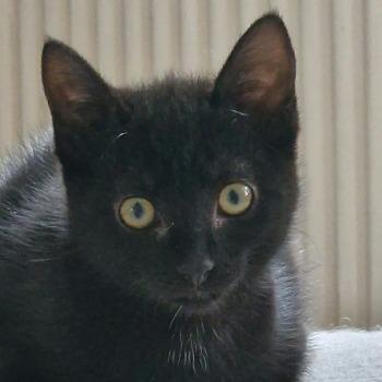 Nala 202622867