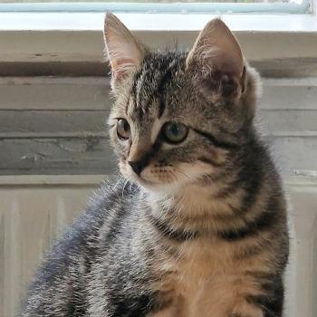  Luna 202622864