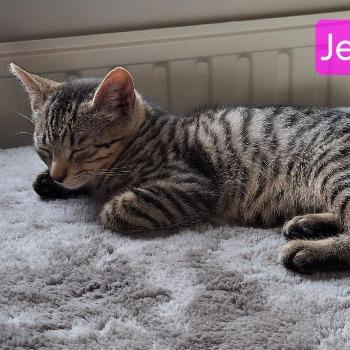 Jessy