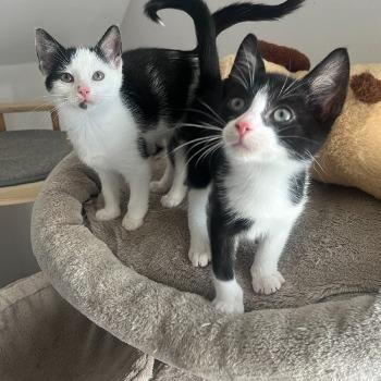 Echo met Felix
