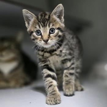 diverse kittens