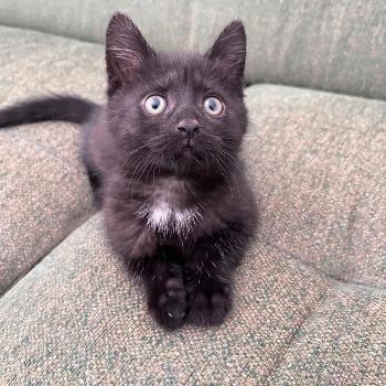 kitten Ebben