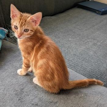 Pom
