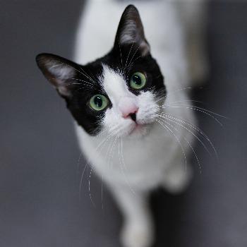 Zena