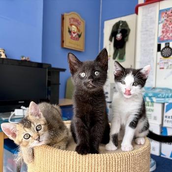Kittens Snoepje, Sambal, Salie, Spruitje (geboren half juli 26)