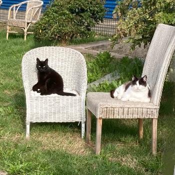 Boerderijkatten 