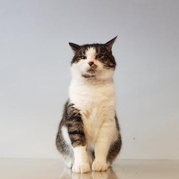 Rufus