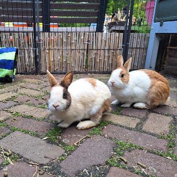 Toettoet, BoingBoing en PepPep